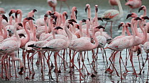 Mixed flock of Greater flamingoes (Phoenicopterus ruber) and Lesser flamingoes (Phoeniconaias minor) feeding before taking off, Walvis Bay, Namibia.