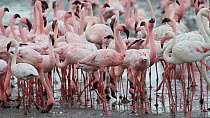 Mixed flock of Greater flamingoes (Phoenicopterus ruber) and Lesser flamingoes (Phoeniconaias minor) feeding, Walvis Bay, Namibia.