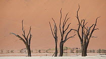 Dead trees with mirage, Sossusvlei, Namib-Nauckluft National Park, 2015.
