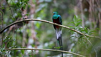 Male Resplendent quetzal (Pharomachrus mocinno) taking off, Central Highlands, Costa Rica.