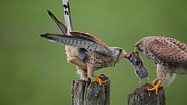 Male Common kestrel (Falco tinnunculus) feeding juvenile, France, May.