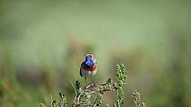 Male Bluethroat (Luscinia svecica) singing, Vendee, Pays de la Loire, France, May.