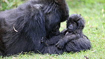 Female Mountain gorilla (Gorilla beringei beringei) playing with baby, Volcanoes National Park, Rwanda.