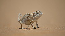 Desert chameleon (Chamaeleo namaquensis) looking around, Namib Desert, Namibia.