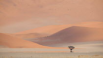 Dead tree and sand dunes, Sossuvlei, Namib-Nauckluft National Park, Namibia.