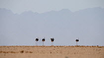 Ostriches (Struthio camelus) running in the distance in a mirage, Sossusvlei, Namib-Nauckluft National Park, Namib Desert, Namibia.