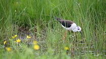 Black-winged stilt (Himantopus himantopus) feeding, Vendee, Pays de la Loire, France.