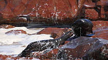 Cape fur seal (Arctocephalus pusillus), Cape Cross, Skeleton Coast, Namibia.