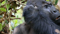 Silverback Eastern lowland gorilla (Gorilla gorilla graueri) 'Chimanuka' feeding, Kahuzi-Biega National Park, Democratic Republic of Congo.