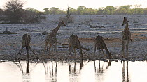 Giraffes (Giraffa camelopardalis) drinking, Etosha National Park, Namibia.