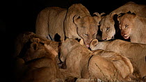 African lions (Panthera leo) feeding at night, South Africa.