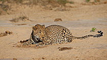 Male Leopard (Panthera pardus) scent marking, South Africa.
