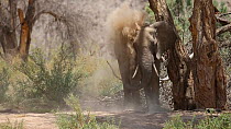 African elephant (Loxodonta africana) dust bathing in the dry Hoanib River, Damaraland, Namibia.