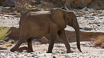 African elephants (Loxodonta africana) walking in the dry Hoanib River, Damaraland, Namibia.