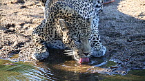 Male Leopard (Panthera pardus) drinking at a water hole, South Africa.
