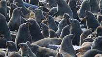 Wide angle shot of a Cape fur seal (Arctocephalus pusillus) colony, Cape Cross, Skeleton Coast, Namibia.