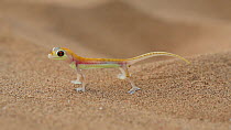 Namib sand gecko (Pachydactylus rangei), Dorob National Park, Namibia.