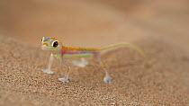 Namib sand gecko (Pachydactylus rangei), Dorob National Park, Namibia.