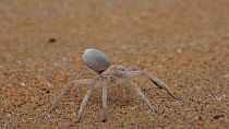 Golden wheel spider (Carparachne aureoflava), Namib Desert, Namibia.