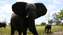 Female African elephant (Loxodonta africana) mock charging, Hwange National Park, Zimbabwe.