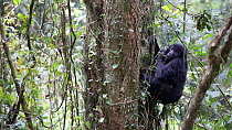 Female Eastern lowland gorilla (Gorilla gorilla graueri) feeding in a tree, Kahuzi-Biega National Park, South Kivu, Democratic Republic of Congo.
