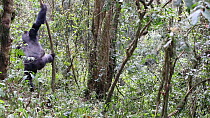 Silverback Eastern lowland gorilla (Gorilla gorilla graueri) 'Chimanuka' climbing down from a tree, Kahuzi-Biega National Park, South Kivu Province, Democratic Republic of Congo.