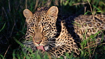 Female Leopard (Panthera pardus) grooming, South Africa.