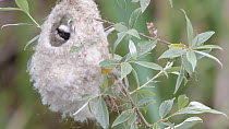 Penduline tit (Remiz pendulinus) building a nest, Prespa National Park, Prespes, Greece, May.