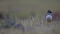 Male Little bustard (Tetrax tetrax) vocalising, La Serena, Spain, April.