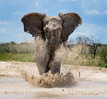 African elephant (Loxodonta africana) charging through water~Etosha National Park, Namibia.