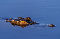 Nile crocodile (Crocodylus niloticus) head semi submerged in water, Chobe National Park  Botswana.