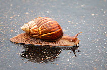 Giant snail (Achatina fulica) drinking on a wet road, Kruger National Park, South Africa.