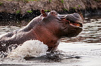 Hippopotamus (Hippopotamus Amphibius) territorial aggressive behavior, Chobe National Park, Botswana.