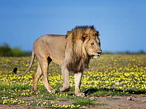 Lion (Panthera leo) male, walking amongst Devil's-thorn yellow flowers (Tribulus terrestris) Etosha National Park, Namibia.