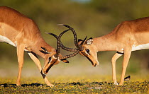 Black-faced impala (Aepyceros melampus petersi) two males fighting. Etosha National Park, Namibia, March.