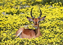 Black-faced impala (Aepyceros melampus petersi) young male Lying in Devil's-thorn yellow flowers  (Tribulus terrestris) Etosha National Park  Namibia, March.