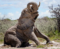 Elephant (Loxodonta africana) wallowing in mud Etosha National Park, Namibia, March.