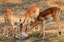 Impala   (Aepyceros melampus melampus) three females licking mineral salts, South Luangwa NP. Zambia