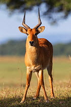 Puku  (Kobus vardoni) male, South Luangwa NP. Zambia.