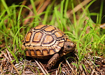 Speke's hinge-back tortoise (Kinixys spekii), South Luangwa NP. Zambia.