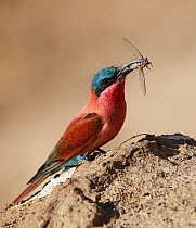 Carmine bee-eater (Merops nubicoides) with insect prey, South Luangwa NP. Zambia.