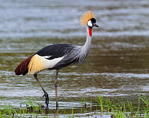 Grey crowned crane (Balearica regulorum) South Luangwa NP. Zambia.