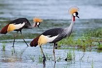 Grey crowned crane  (Balearica regulorum) South Luangwa NP. Zambia.