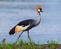 Grey crowned crane (Balearica regulorum) South Luangwa NP. Zambia.