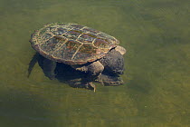 Snapping turtle (Chelydra serpentina) pair mating, Maryland, USA, August.