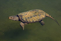 Snapping turtle (Chelydra serpentina) Maryland, USA, August.