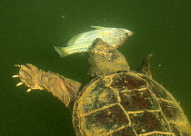 Snapping turtle (Chelydra serpentina) eating Crappie fish (Pomoxis sp) Maryland, USA, September.