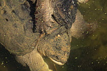 Snapping turtle (Chelydra serpentina) male mating with female, Maryland, USA, August.