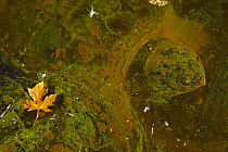 Snapping turtle (Chelydra serpentina) among algae. Maryland, USA, August.