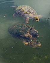 Snapping turtle (Chelydra serpentina) pair mating, Maryland, USA, August.